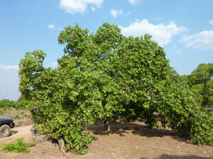 Großer Cashewbaum