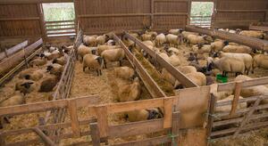 Farmfenster Schafe 1