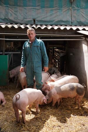 Farmfenster Schweine Betrieb