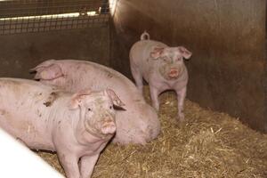 Farmfenster Schweine Stall